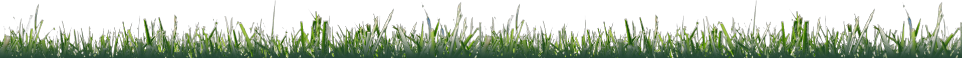 decorative image of grass